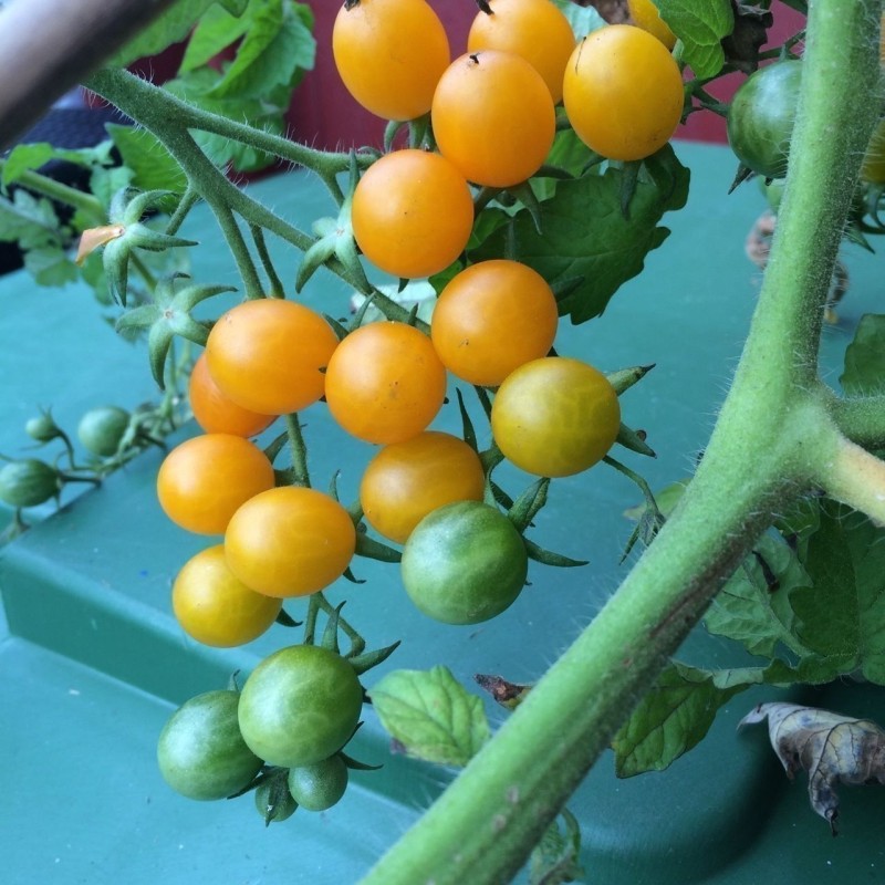 Galapagos Island Wild Tomato Seeds (Solanum chessmanii) | Seeds Shop Store