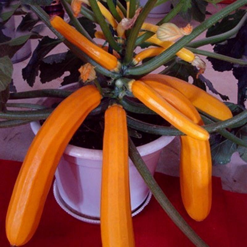Orange Zucchini Samen SOLEIL | Seeds Shop Store