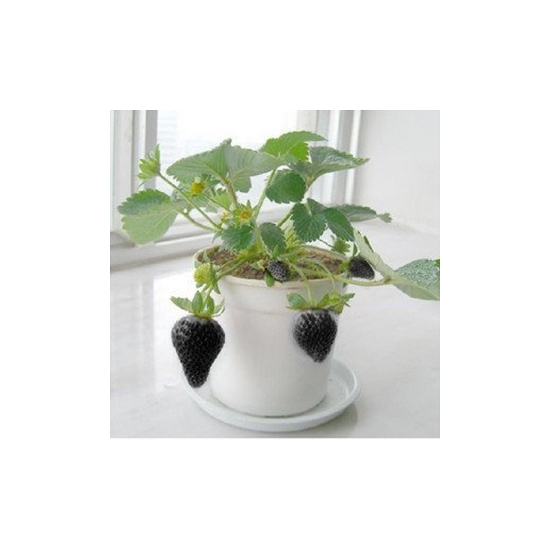 Black Strawberry Seeds | Seeds Shop Store