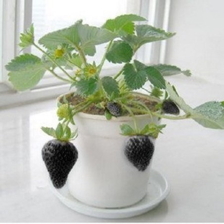 Black Strawberry Seeds | Seeds Shop Store