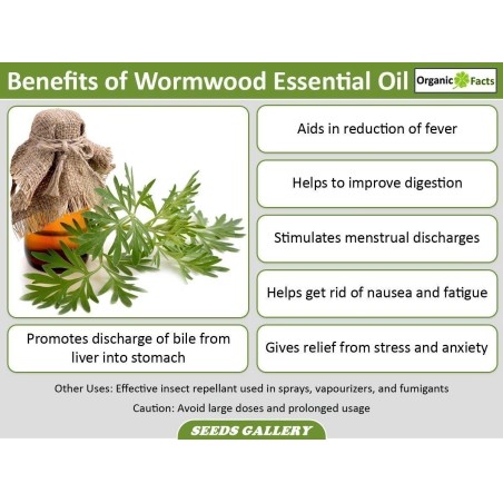 Semi di Artemisia Annuale (Artemisia annua) | Seeds Shop Store