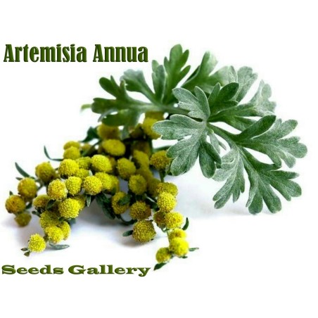 Semi di Artemisia Annuale (Artemisia annua) | Seeds Shop Store