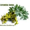 Semi di Artemisia Annuale (Artemisia annua) | Seeds Shop Store