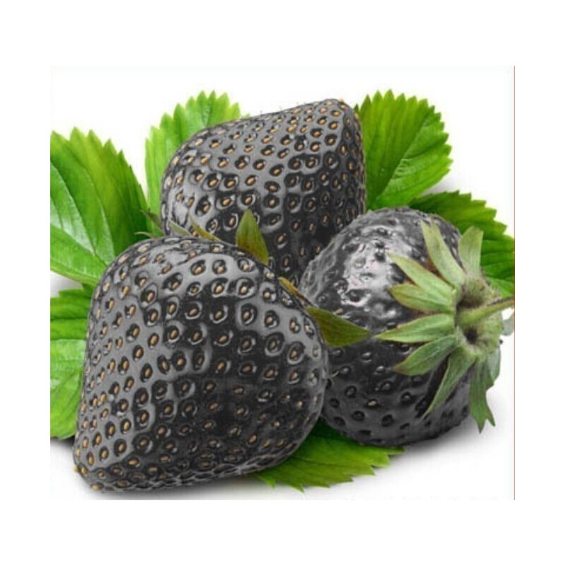 Black Strawberry Seeds | Seeds Shop Store