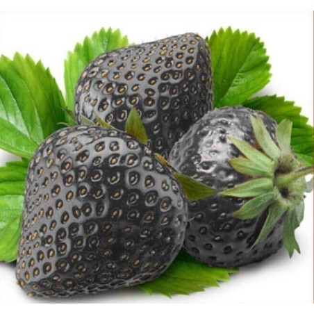 Black Strawberry Seeds | Seeds Shop Store