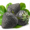 Black Strawberry Seeds | Seeds Shop Store