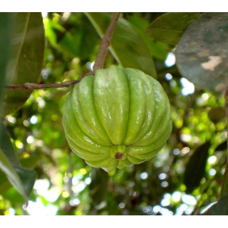 Garcinia Gummi-Gutta - Garcinia Cambogia Seeds