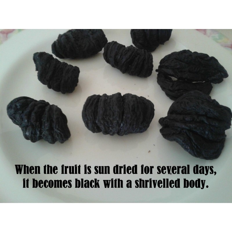 Garcinia Gummi-Gutta - Garcinia Cambogia Seeds