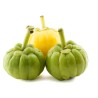Garcinia Gummi-Gutta - Garcinia Cambogia Seeds