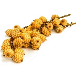 Graines de Grote Bruine Rotan (Calamus manan) - 4.05