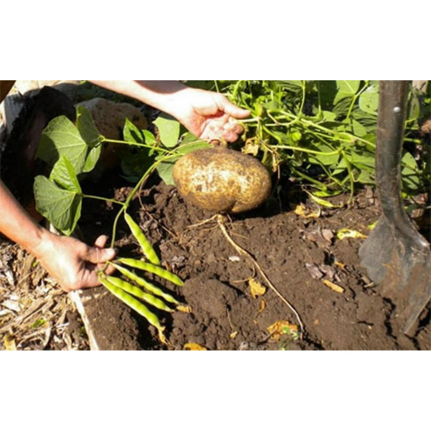 Jicama - Mexican Yam Bean Seeds (Pachyrhizus erosus) | Heirloom, organic &  exotic seeds | Exotic Seeds Shop