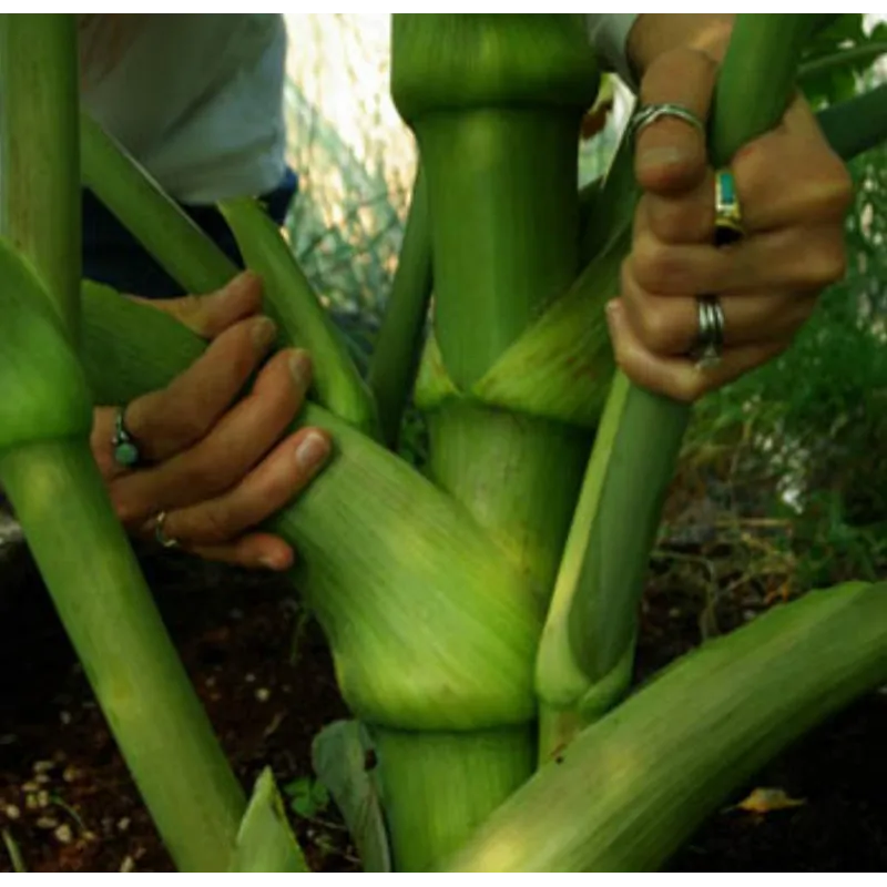 Ashitaba – Sutrasnji List Seme (Angelica keiskei) | Seeds Shop Store