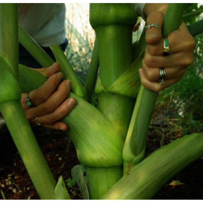 Graines de Ashitaba (Angelica keiskei) | Seeds Shop Store
