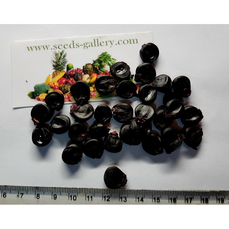 "Kculli" Morado Peruanische Lila-Mais Samen | Seeds Shop Store