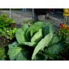 Gigantischer Japanischer Kohl Samen | Seeds Shop Store