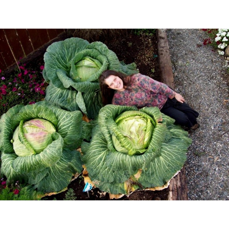 Gigantischer Japanischer Kohl Samen | Seeds Shop Store