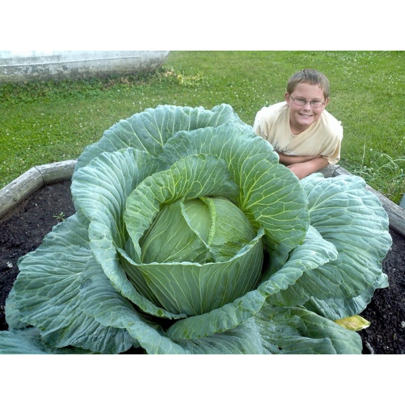 Gigantischer Japanischer Kohl Samen | Seeds Shop Store