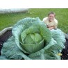 Gigantischer Japanischer Kohl Samen | Seeds Shop Store