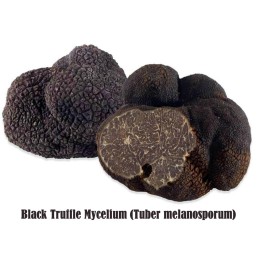 Μαύρο Τρούφα Μυκήλιο (Tuber melanosporum) - 15.3