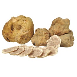 Μυελίλιο Tartufo Alba, Η λευκή τρούφα (Tuber magnatum) - 15.3