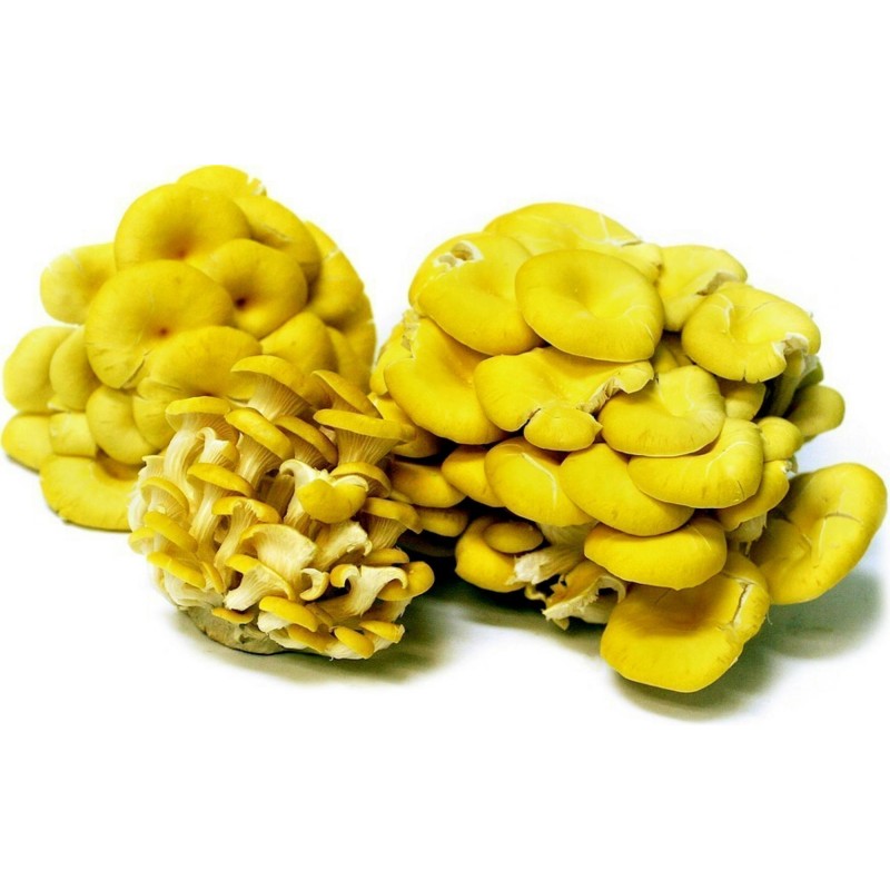 Golden Oyster Mushroom Mycelium - Seeds (Pleurotus citrinopileatus) | Seeds Shop Store