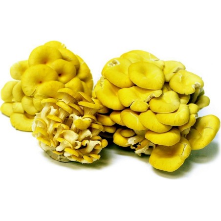 Golden Oyster Mushroom Mycelium - Seeds (Pleurotus citrinopileatus) | Seeds Shop Store