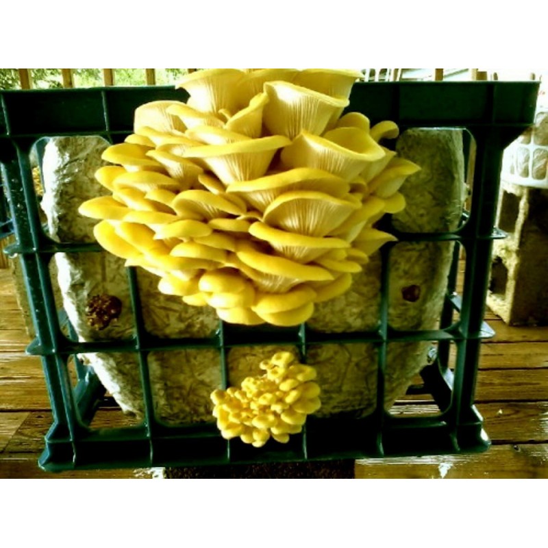 Golden Oyster Mushroom Mycelium - Seeds (Pleurotus citrinopileatus) | Seeds Shop Store