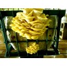 Golden Oyster Mushroom Mycelium - Seeds (Pleurotus citrinopileatus) | Seeds Shop Store