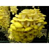 Golden Oyster Mushroom Mycelium - Seeds (Pleurotus citrinopileatus) | Seeds Shop Store