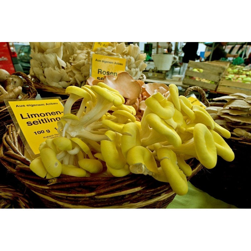 Golden Oyster Mushroom Mycelium - Seeds (Pleurotus citrinopileatus) | Seeds Shop Store