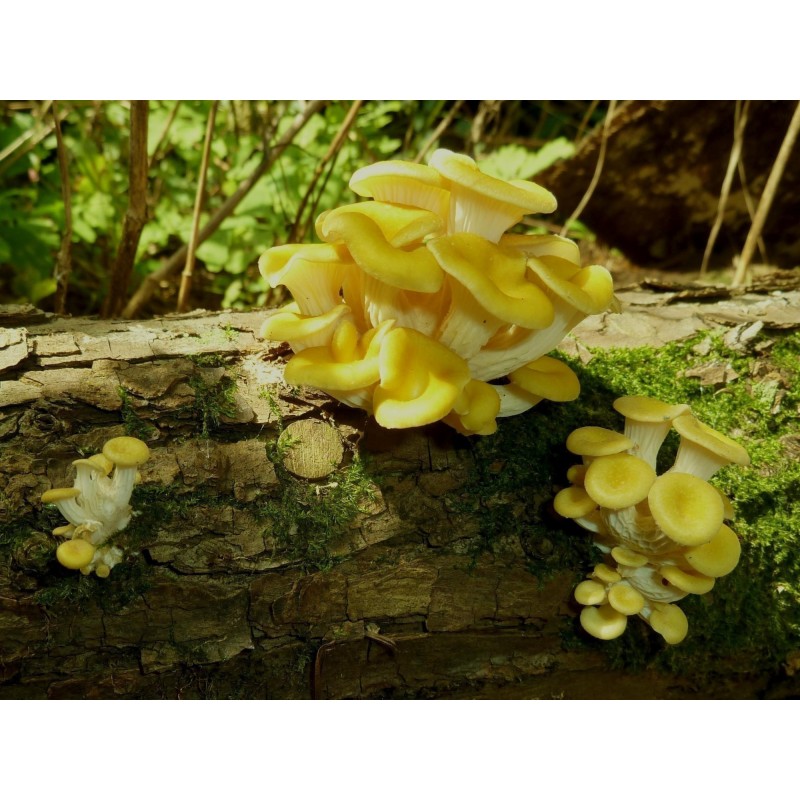 Golden Oyster Mushroom Mycelium - Seeds (Pleurotus citrinopileatus) | Seeds Shop Store