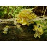 Golden Oyster Mushroom Mycelium - Seeds (Pleurotus citrinopileatus) | Seeds Shop Store