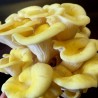Golden Oyster Mushroom Mycelium - Seeds (Pleurotus citrinopileatus) | Seeds Shop Store