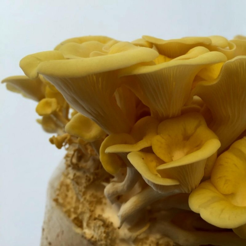 Golden Oyster Mushroom Mycelium - Seeds (Pleurotus citrinopileatus) | Seeds Shop Store