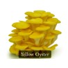 Golden Oyster Mushroom Mycelium - Seeds (Pleurotus citrinopileatus) | Seeds Shop Store