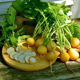 ZLATA Yellow Radish Seeds (Raphanus sativus) - 1.755