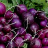 Sementes Rabanete Roxo Purple Plum | Seeds Shop Store
