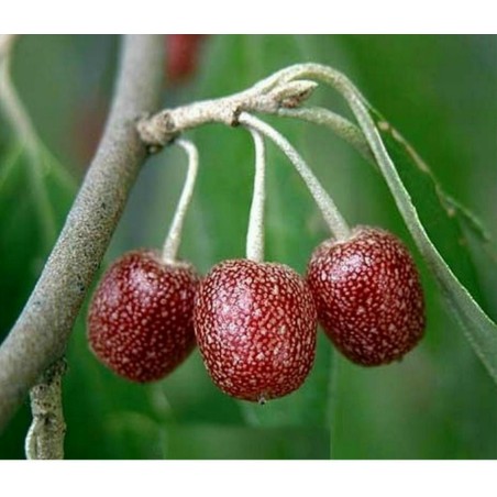 Japanese Silverberry - Autumn Olive Seeds | Seeds Shop Store