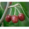 Japanese Silverberry - Autumn Olive Seeds | Seeds Shop Store