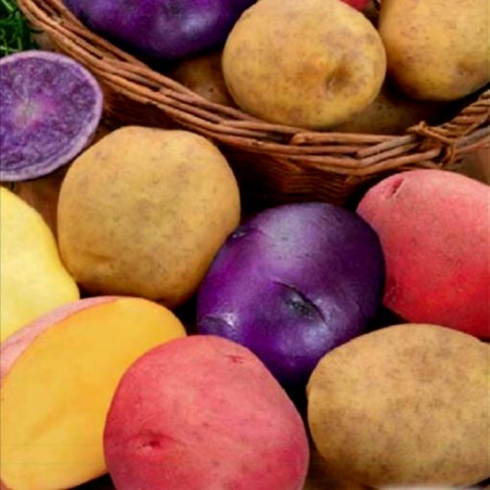 Salute Multi-colored True Potato Seeds | Seeds Shop Store