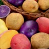 Salute Multi-colored True Potato Seeds | Seeds Shop Store