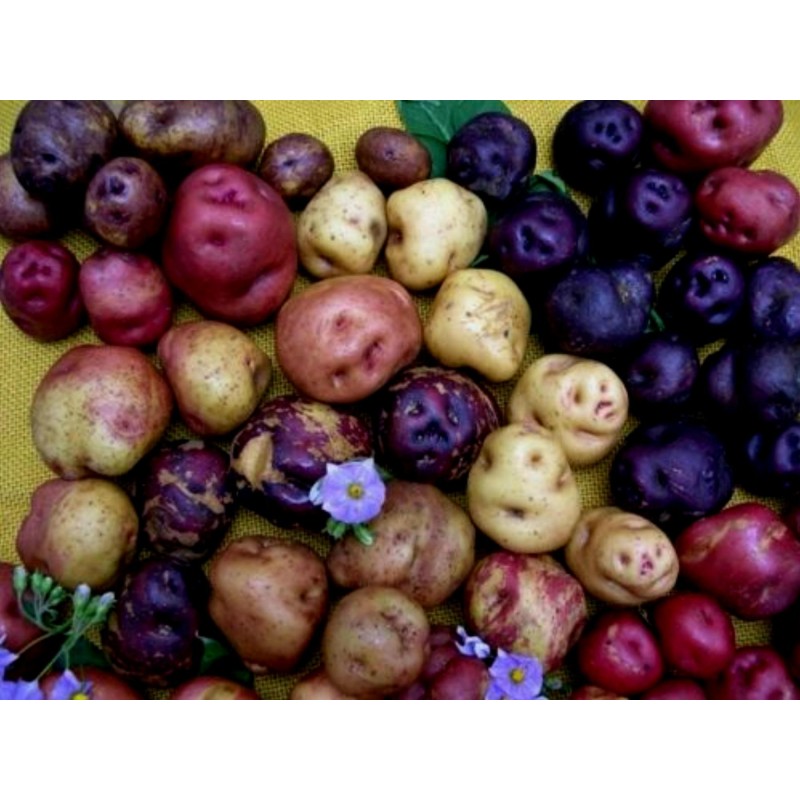 Salute Multi-colored True Potato Seeds | Seeds Shop Store