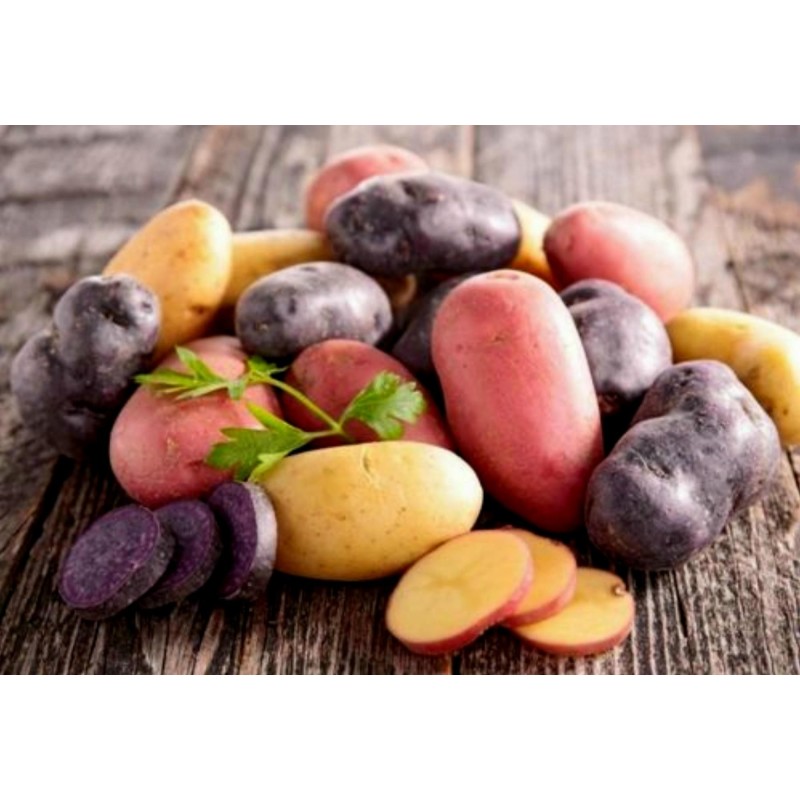 Salute Multi-colored True Potato Seeds | Seeds Shop Store