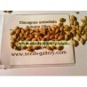 Jesenska Maslina Seme (Elaeagnus umbellata) | Seeds Shop Store