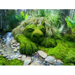 Semi di Carragheen o Crondo crispo (Chondrus crispus) - 1.755