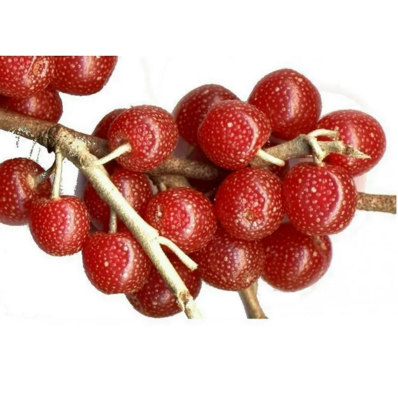 Jesenska Maslina Seme (Elaeagnus umbellata) | Seeds Shop Store