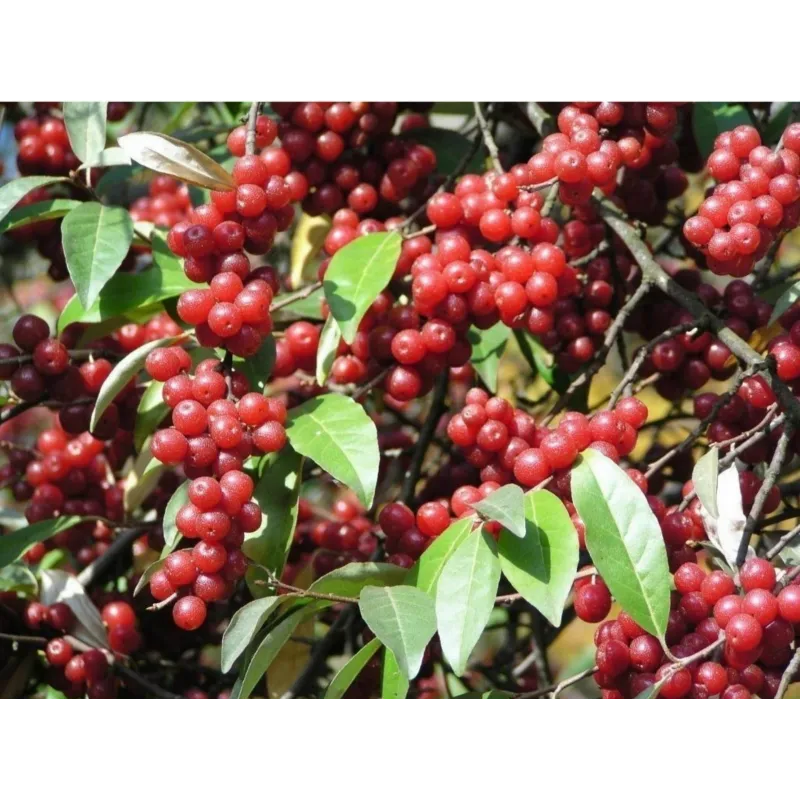 Jesenska Maslina Seme (Elaeagnus umbellata) | Seeds Shop Store