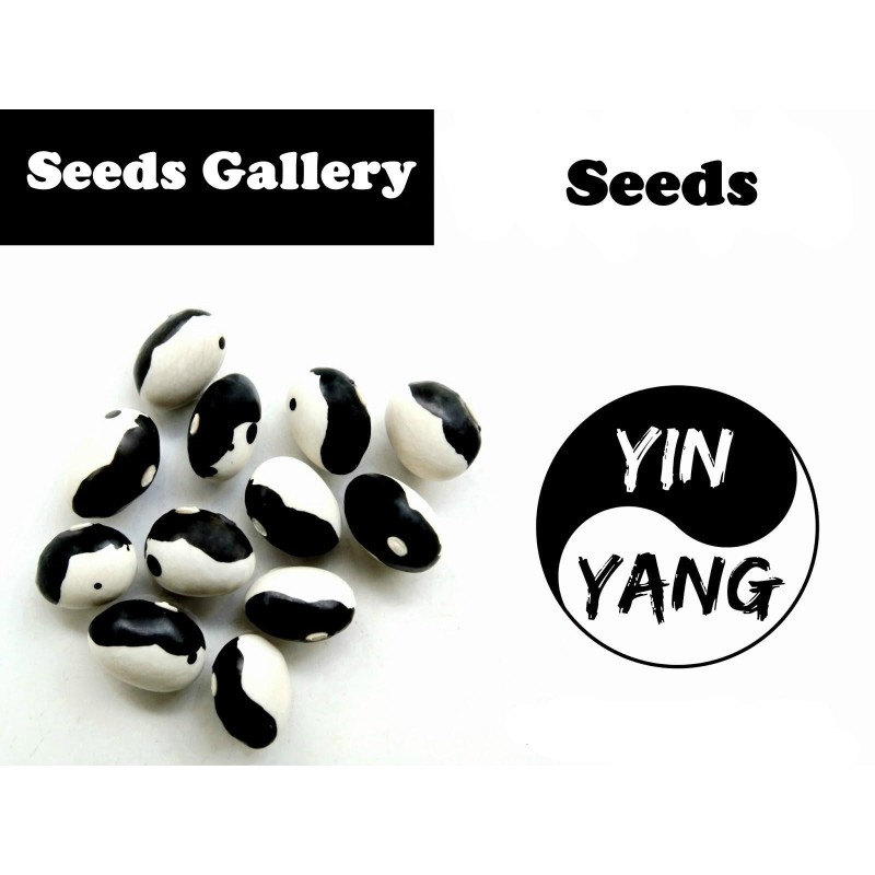 Calypso - Orca - Yin Yang Bean Seeds | Seeds Shop Store