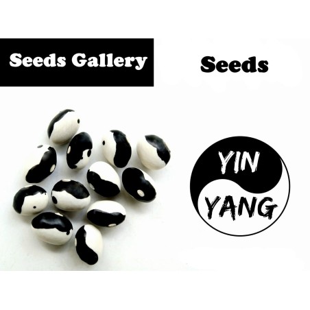 Calypso - Orca - Yin Yang Bean Seeds | Seeds Shop Store