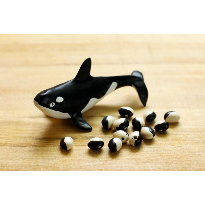 Calypso - Orca - Yin Yang Bean Seeds | Seeds Shop Store